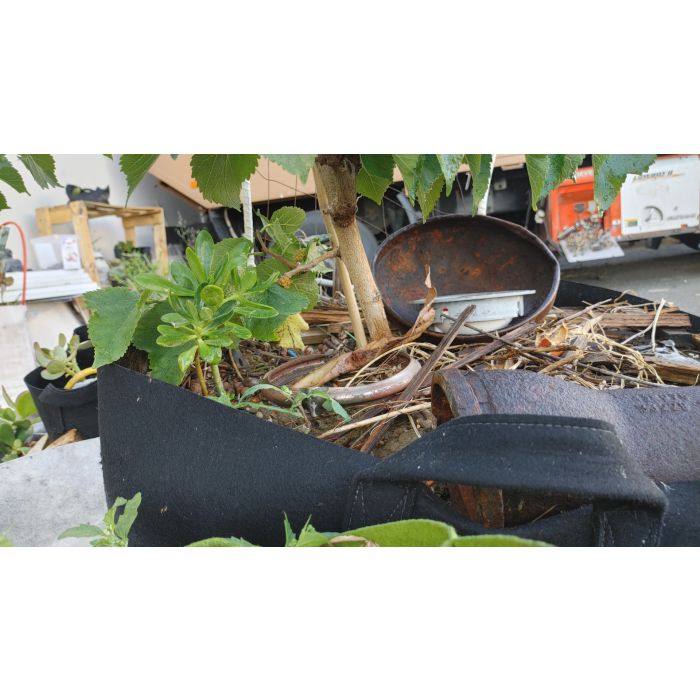 anthurium anouk improved Anthurium Warocqueanum XL
