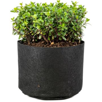 247Garden 2-Gallon Basic Black Fabric Pot 200GSM No Handles 7.5H x 8.5D
