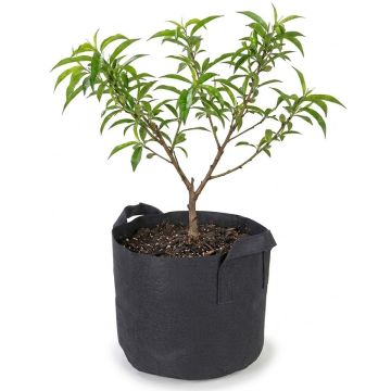 247Garden 10-Gallon Aeration Fabric Pot/Plant Grow Bag w/Handles (Black 13H x 15D)