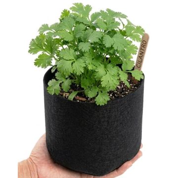 247Garden 1-Gallon Basic Black Fabric Pot 200GSM No Handles 6H x 7D