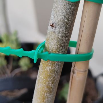 247Garden Plastic Plant Zip Tie Support 23CM 