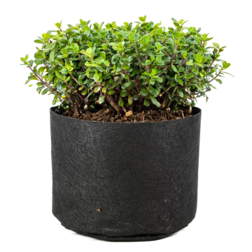 247Garden 1-Gallon Basic Black Fabric Pot 200GSM No Handles 6H x 7D