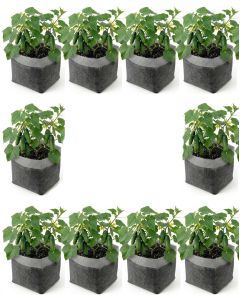 10-Pack 2-Gallon OG Square Starter Plant Grow Bags White 60GSM Aeration Fabric Pots BPA-Free 8.5D x 7.5H w/Adjustable Height +Free Shipping Mainland USA