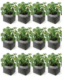 12-Pack 247Garden 3-Gallon OG Square Starter Plant Grow Bags White 60GSM Aeration Fabric Pots BPA-Free 8.5D x 7.5H w/Adjustable Height +Free Shipping USA