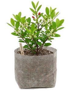 247Garden 1/2-Gallon OG Square Starter Plant Grow Bag White 40GSM Fabric Pot BPA-Free 5H x 6D