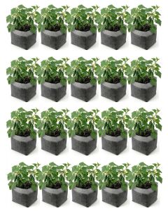 20-Pack 2-Gallon OG Square Starter Plant Grow Bags White 60GSM Aeration Fabric Pots BPA-Free 8.5D x 7.5H w/Adjustable Height +Free Shipping Mainland USA