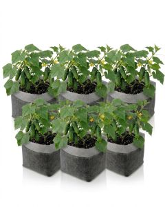 5-Pack 2-Gallon OG Square Starter Plant Grow Bags White 60GSM Aeration Fabric Pots BPA-Free 8.5D x 7.5H w/Adjustable Height +Free Shipping Mainland USA