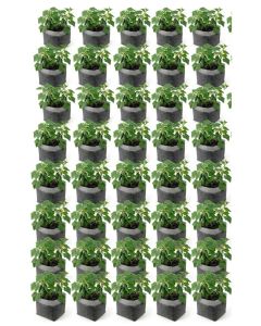 40-Pack 3-Gallon OG Square Starter Plant Grow Bag White 60GSM Aeration Fabric Pot BPA-Free 10D x 9H